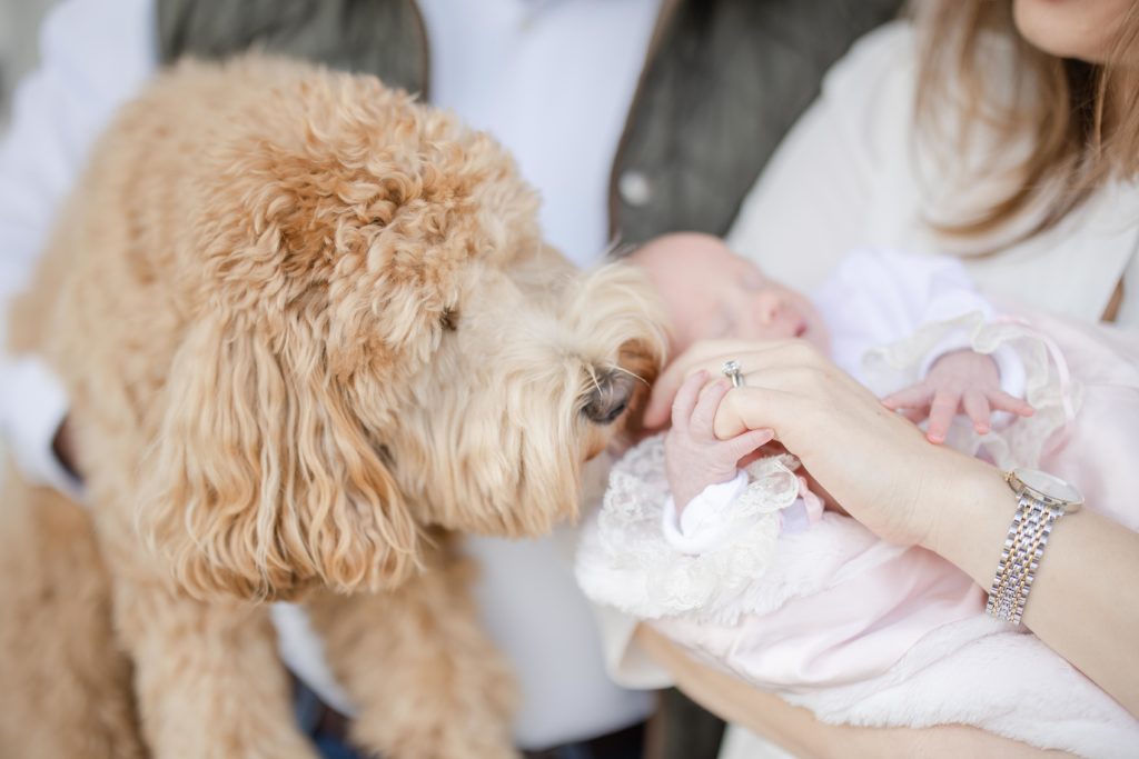 orange fluffy dog kissing moms hand as she hold their newborn baby girl